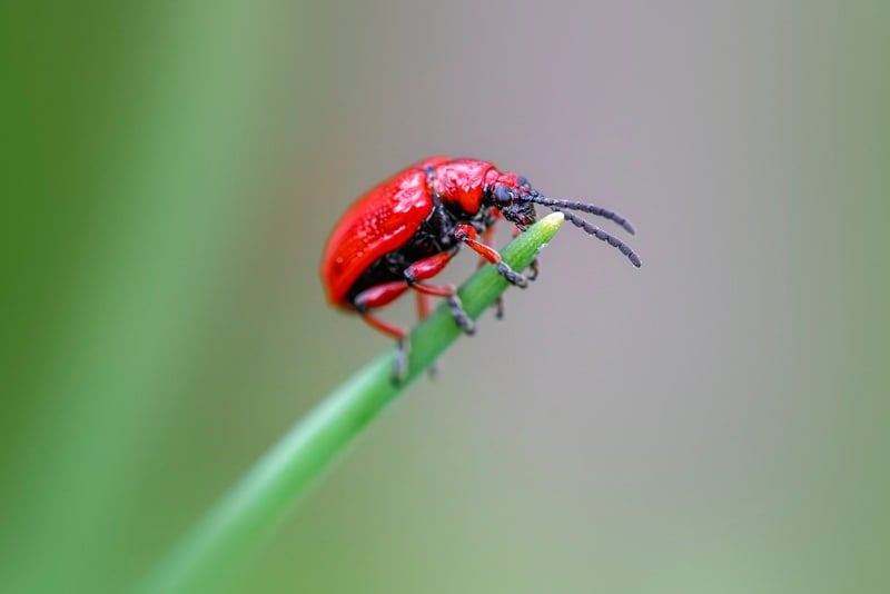 Plant Pest Control